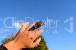 Dead head. The large  butterfly belonging to family of brazhnik.