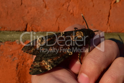 Dead head. The large  butterfly belonging to family of brazhnik.