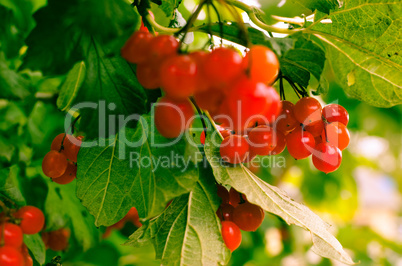 Rowan-berry bush in autumn