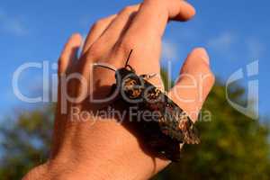 Dead head. The large  butterfly belonging to family of brazhnik.