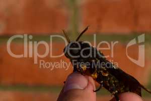 Dead head. The large  butterfly belonging to family of brazhnik.