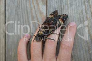 Dead head. The large  butterfly belonging to family of brazhnik.