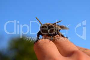 Dead head. The large  butterfly belonging to family of brazhnik.