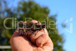 Dead head. The large  butterfly belonging to family of brazhnik.