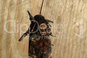 Dead head. The large  butterfly belonging to family of brazhnik.