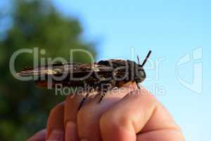 Dead head. The large  butterfly belonging to family of brazhnik.