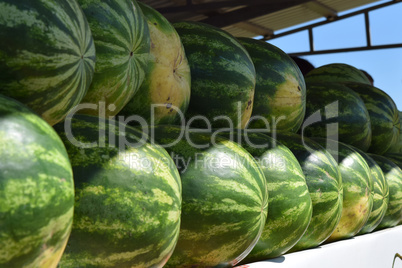 Water-melons on a counter