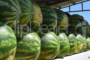 Water-melons on a counter