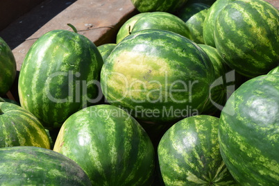 Water-melons on a counter