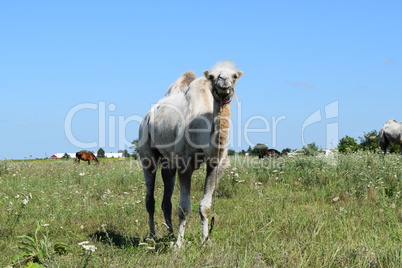 Camel on a pasture