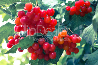 Rowan-berry bush in autumn