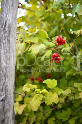 Rowan-berry bush in autumn