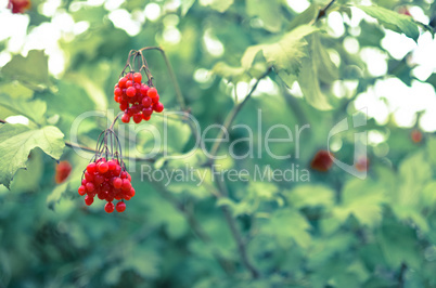 Rowan-berry bush in autumn