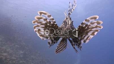Graceful lionfish on reef in Red sea