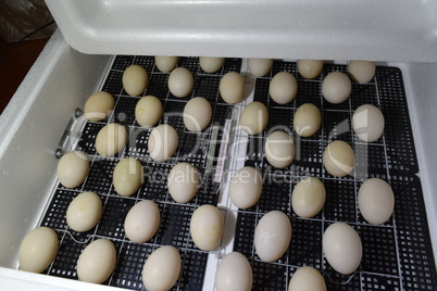 The eggs of a musky duck lying in an incubator.