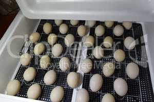 The eggs of a musky duck lying in an incubator.