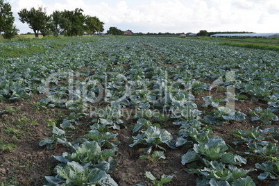 Cabbage field