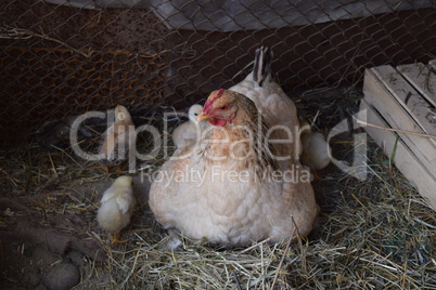 Chicken mother with chickens