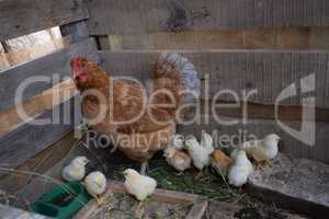 Chicken mother with chickens