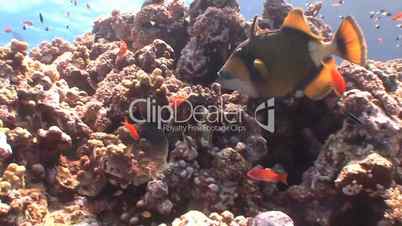 Trigger fish on a colorful reef in the Red sea