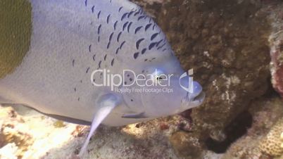 Arabian angel fish on a reef in the Red sea