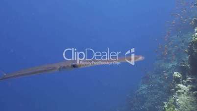 Cornetfish over the reef in the Red sea