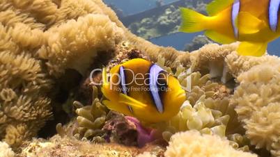 Symbiosis of clown fish and anemones in the Red sea near Sudan