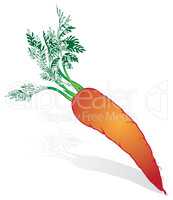 Orange carrots with green tops
