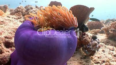 Symbiosis of clown fish and anemones near the Maldives archipelago
