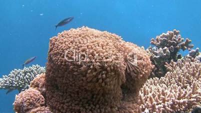 Stunning colorful coral reefs near the Maldives archipelago