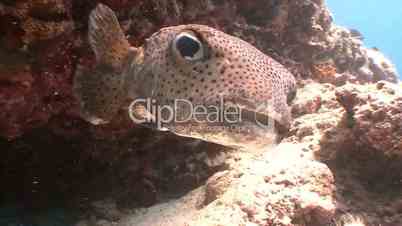 The puffer fish on the reef near the Maldives archipelago