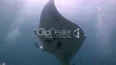 Great diving with manta rays near the Maldives archipelago