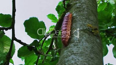 Caterpillar crawling on the tree