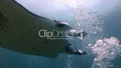 Great diving with manta rays near the Maldives archipelago