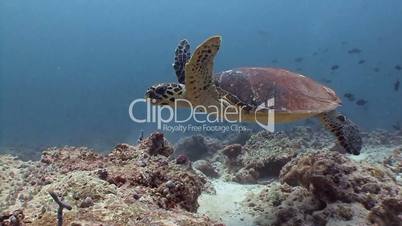 The Hawksbill turtle hovering over a reef near the Maldives archipelago