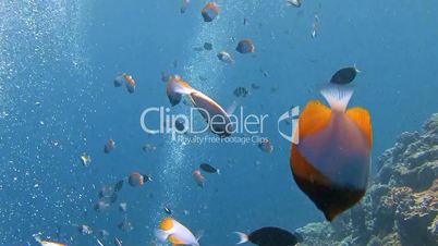 Pyramid batterflyfish over the reef near the archipelago of Palau