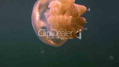 Millions of jellyfish in the lake of the island Eil Malk Palauan archipelago