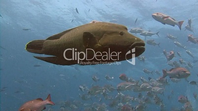 A school of karanx fish and napoleonfish in the reef near Blue corner of Palau archipelago