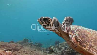 Hawksbill turtle hovering over a reef near Blue corner of Palau archipelago