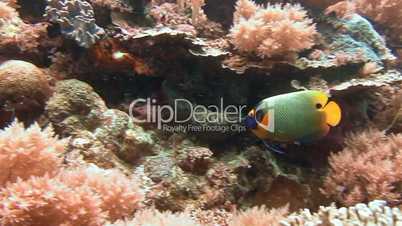 Angel fish over colorful coral reef near Palau archipelago