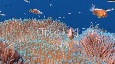 Symbiosis of clown fish and anemones near the archipelago of Palau