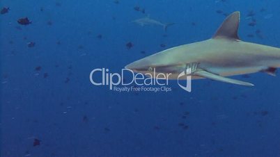 Great diving with reef sharks at the Blue corner near the archipelago of Palau