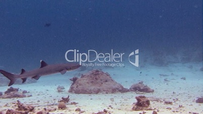Great diving with reef sharks at the Blue corner near the archipelago of Palau