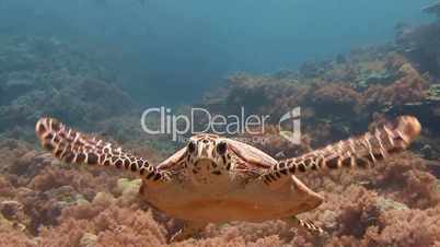 Hawksbill turtle hovering over a reef near Blue corner of Palau archipelago