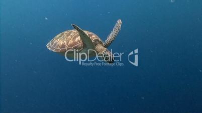 Green turtle hovering over a reef near Blue corner of Palau archipelago