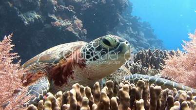 Green turtle resting on a colorful coral reef near Palau archipelago
