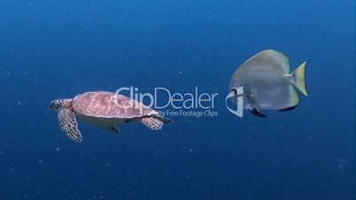 Green turtle floating in a pair of batfish over the reef near Blue corner of Palau archipelago