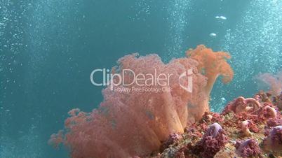 Gorgeous colorful coral reef near Malapascua island in the Philippine archipelago
