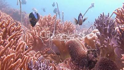 Symbiosis of clown fish and anemones near the Philippine archipelago