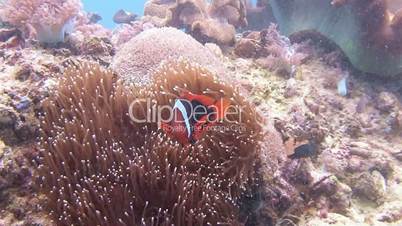 Symbiosis of clown fish and anemones near the Philippine archipelago